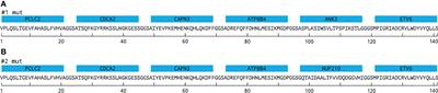 Generation of Tumor-Specific Cytotoxic T Cells From Blood via In Vitro Expansion Using Autologous Dendritic Cells Pulsed With Neoantigen-Coupled Microbeads